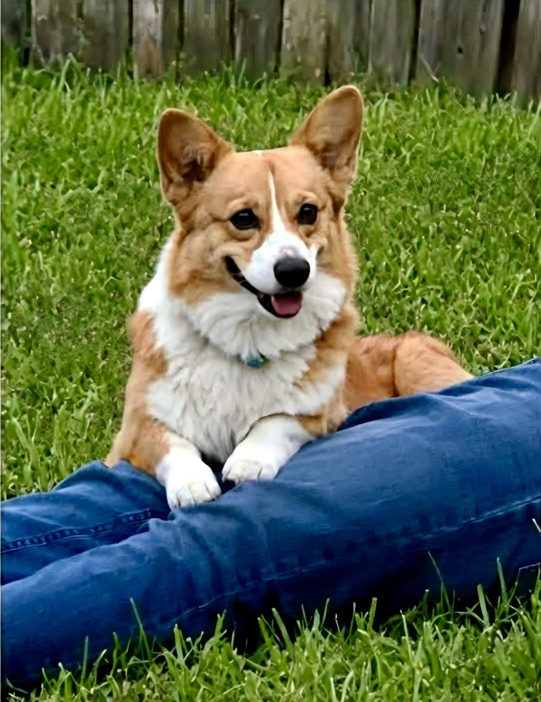 Rango