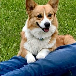Rango - Pembroke Welsh Corgi