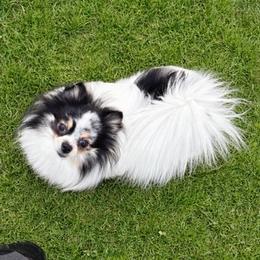 Honey Bunn - Pomeranian