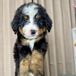 Light Pink - Tri-color female Bernedoodle puppy in Alpharetta, Georgia from Doodles of Buckhead