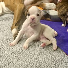 Boxer Puppies from JoyStarr Boxers