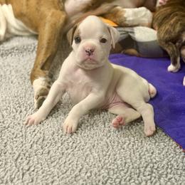 Boxer Puppies from JoyStarr Boxers