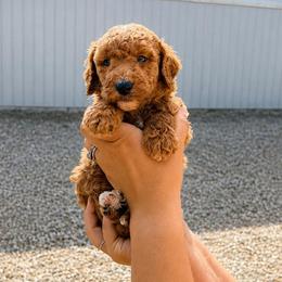 Honor - Cream female Goldendoodle puppy in Hudson, Michigan from Haaspawz