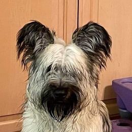 Skye Terrier Puppies from Solana Skye Terriers, Reg.