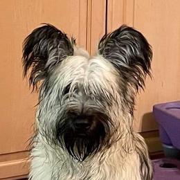 Skye Terrier Puppies from Solana Skye Terriers, Reg.