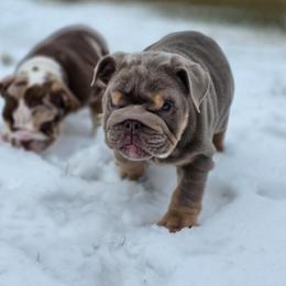 Boss Hogg - Lilac tri-color male Bulldog puppy in Harrisburg, Pennsylvania from Central PA WiggleButts Bulldogs