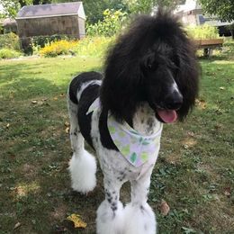 Poodles and Yorkshire Terriers from Charlotte Shafer Poodles & Yorkies