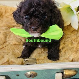 Stapleton (Lime) - Brown male Poodle puppy in Leoma, Tennessee from Southbound Kennel