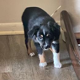Lovey - Black tri female Toy Australian Shepherd puppy in Westville, Florida from Royal Spur Aussies