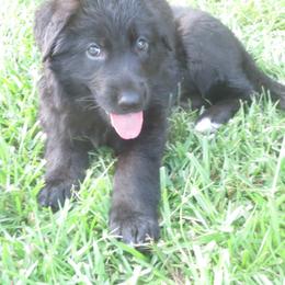 German Shepherd Puppies from V Diamondburg Kennels