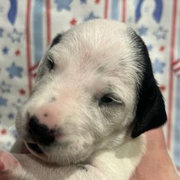 Snickers - White and black female Dalmatian puppy in Austin, Texas from Dazzling Dalz