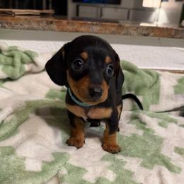 Trixie - Black and tan female Dachshund puppy in Los Angeles, California from Dachshunds of the Desert