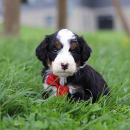 Male 4719 - Tri-color male Bernedoodle puppy in Ormond Beach, Florida from Florida Coast Doodles