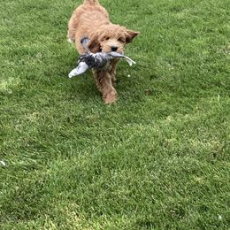 Labradoodle Puppies from Northwest Sporting Doodles