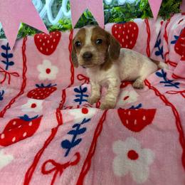 Lindsey - Piebald female Dachshund puppy in Lake City, Florida from My Ditzy Doxies of Florida