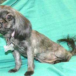 Moon - Shih Tzu