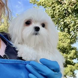 Leone - Maltese