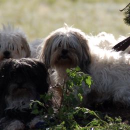 Havanese from Kuba Havaluv