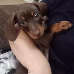 Dachshund Puppies from White River Valley Kennel