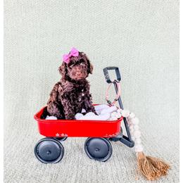 Jade - Brown female Bernedoodle puppy in Lake City, Florida from 224 Doodles and Poodles