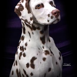 Dalmatian All Grown Up from Prestige Dalmatians