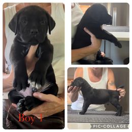 Boy 1 - Cane Corso puppy in Tennessee from Nuovo Inizi Kennels