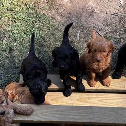 Goldendoodle Puppies from Dani’s Doodles