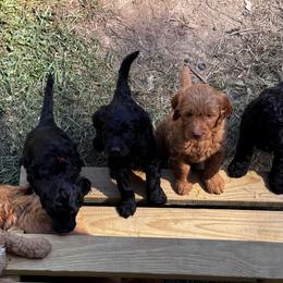 Goldendoodle Puppies from Dani’s Doodles
