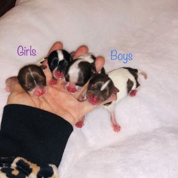 Yorkshire Terrier Puppies from Mountain Magic Yorkies