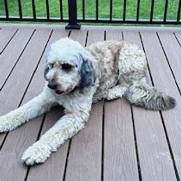 Sadie - Aussiedoodle