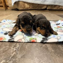 Boy 1 - Black and tan male Airedale Terrier puppy in Holton, Michigan from Yoder’s Airedale Terriers