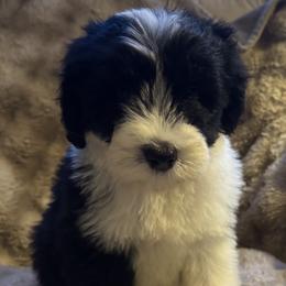 Maple Syrup (Maple) - Black and white female Sheepadoodle puppy in Howell, Michigan from Animal Crackers