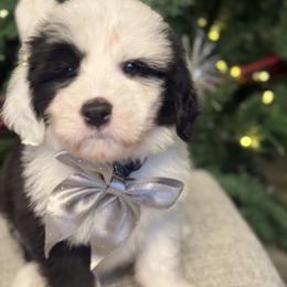 BLACK COLLAR OES MALE - Gray and white male Old English Sheepdog puppy in Mesa, Arizona from Desert Sheepies and Doodles