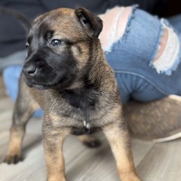 Belgian Malinois and Dutch Shepherd Puppies from Vuurhart Herders