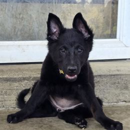Churro De La Noche - Black female Xoloitzcuintli puppy in Ethridge, Tennessee from Royalty Reigns Xolos