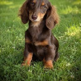 Oaklyn - Dachshund
