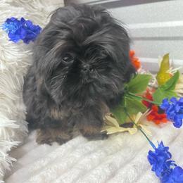 SB MIckey - Black and tan male Shih Tzu puppy in Elgin, South Carolina from Silver Bells Paw Prints