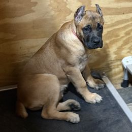 Hot Pink Collar - Fawn female Cane Corso puppy in Paris, Texas from Knucklehead Cane Corso