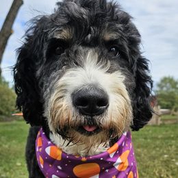 Bernedoodles from Forever Grateful Farm