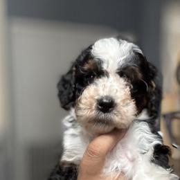 Aussiedoodle, Bernedoodle, Goldendoodle, and Poodle Puppies from Vallevistadoodles