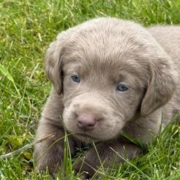 Silver pink collar - Silver female Dilute Retriever puppy in Teton County, Montana from East Front Labradors & Treasure State Schnauzers