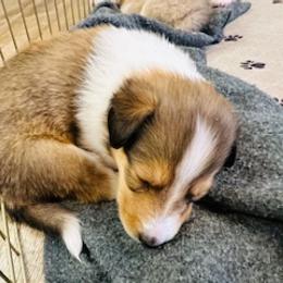 Girl 4 - female Scottish Collie puppy in Newcastle, Wyoming from Sundance Scottish-Colleys