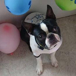 Boston Terriers and Boxers from Boxer and Boston Fanatic