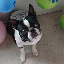 Boston Terriers and Boxers from Boxer and Boston Fanatic