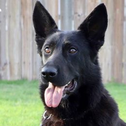 German Shepherds from VB German Shepherds