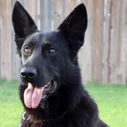German Shepherds from VB German Shepherds
