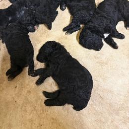 Princess - Black female Poodle puppy in Ormond Beach, Florida from Shooting Star Standard Poodles