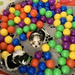 Biewer Terrier Puppies from Bouquet Biewers