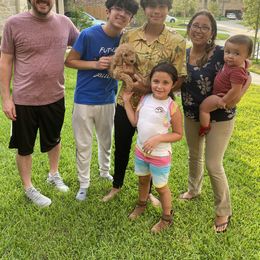 Goldendoodle Puppies from Labradoodleday