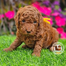 Cosmopolitan - Red  female Poodle puppy in Salem, Missouri from Meadowbrook Poodles